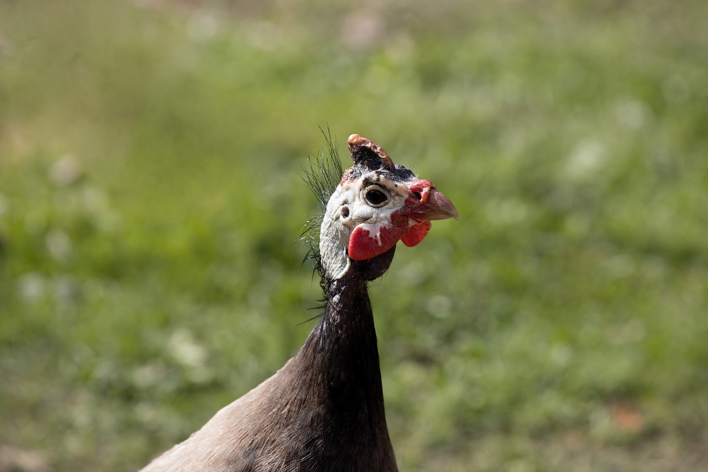 vogels vogel hdr fauna natuur aves zang vliegen vrij